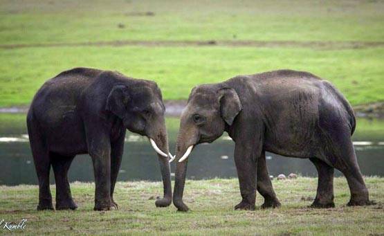 PHOTOS: फिरकी के जादूगर ही नहीं, कैमरे के उस्ताद भी हैं कुंबले