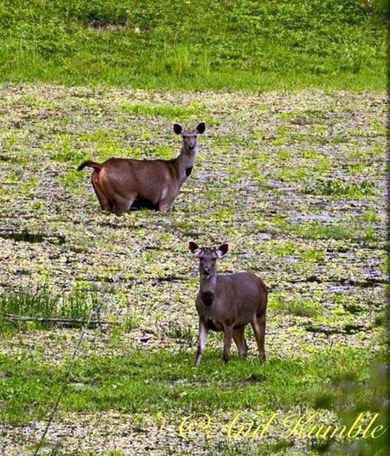 PHOTOS: फिरकी के जादूगर ही नहीं, कैमरे के उस्ताद भी हैं कुंबले