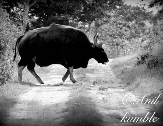 PHOTOS: फिरकी के जादूगर ही नहीं, कैमरे के उस्ताद भी हैं कुंबले