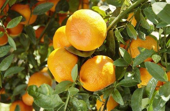 गर्मियों के फलों का राजा है UP, जानें किस राज्य से आता है कौन सा फल