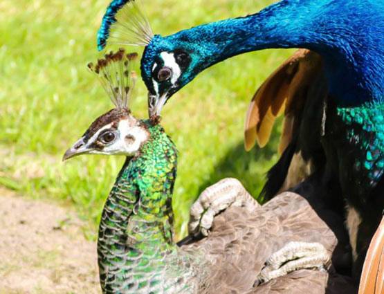 मोर की आवाज से आकर्षित होती है मोरनी, पढ़ें Intresting Facts