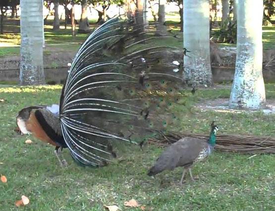 मोर की आवाज से आकर्षित होती है मोरनी, पढ़ें Intresting Facts