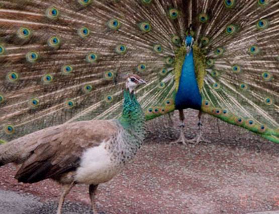 मोर की आवाज से आकर्षित होती है मोरनी, पढ़ें Intresting Facts