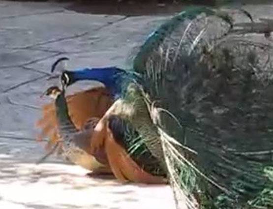 मोर की आवाज से आकर्षित होती है मोरनी, पढ़ें Intresting Facts