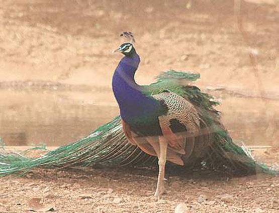 मोर की आवाज से आकर्षित होती है मोरनी, पढ़ें Intresting Facts