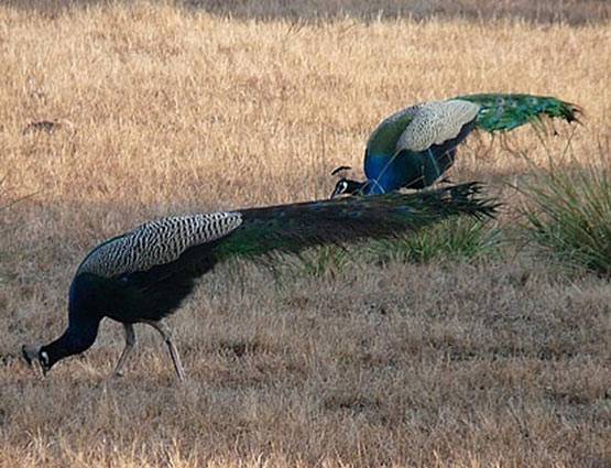 मोर की आवाज से आकर्षित होती है मोरनी, पढ़ें Intresting Facts