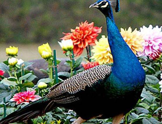 मोर की आवाज से आकर्षित होती है मोरनी, पढ़ें Intresting Facts