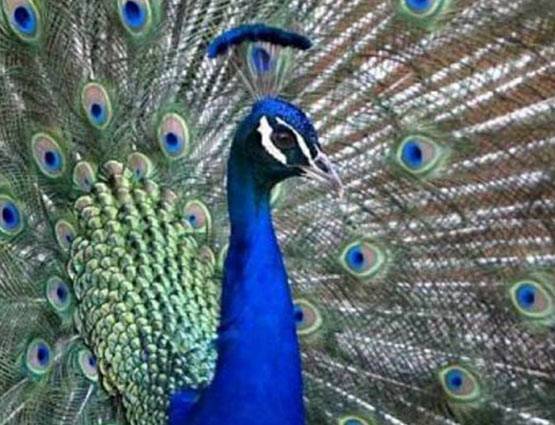 मोर की आवाज से आकर्षित होती है मोरनी, पढ़ें Intresting Facts