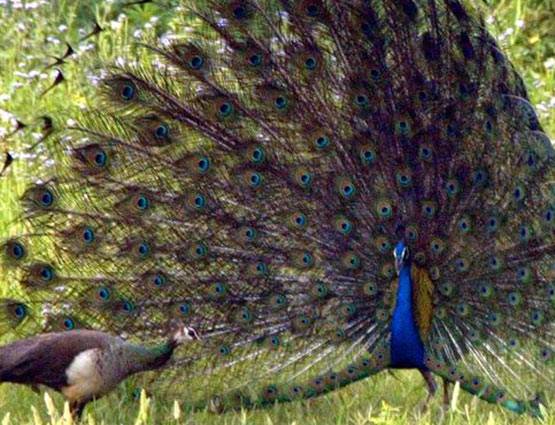 मोर की आवाज से आकर्षित होती है मोरनी, पढ़ें Intresting Facts