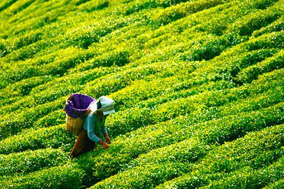 ये शहर हैं भारत के स्कॉटलैंड और वेनिस, इनकी खूबसूरती देखते रह जाएंगे