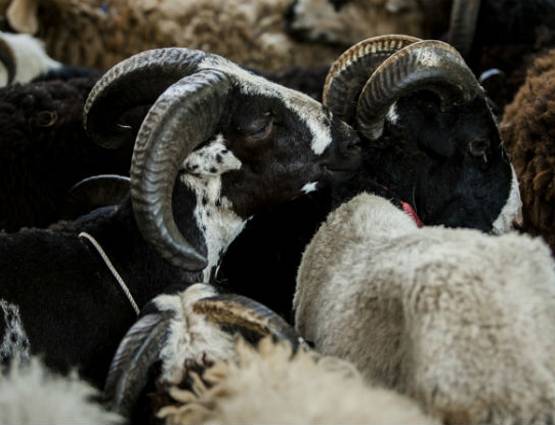 बकरीद 2 सितंबर को, जानिये क्यों दी जाती है बकरे की कुर्बानी, क्या है पीछे की कहानी