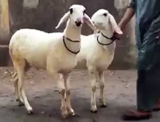 बकरीद 2 सितंबर को, जानिये क्यों दी जाती है बकरे की कुर्बानी, क्या है पीछे की कहानी