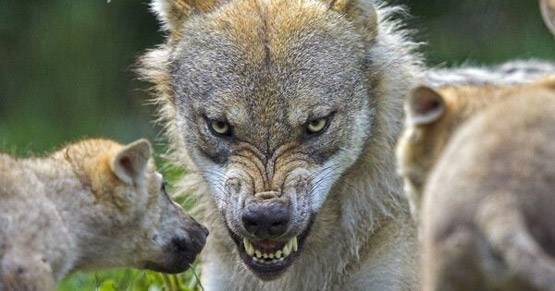 दरवाजा खटखटाती चुड़ैल से मुंहनुचवा तक, जब इन घटनाओं से दहशत में था देश