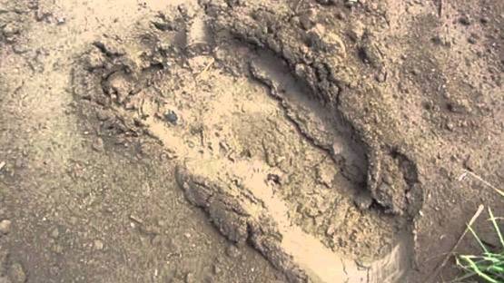 दरवाजा खटखटाती चुड़ैल से मुंहनुचवा तक, जब इन घटनाओं से दहशत में था देश