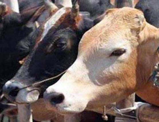 पितृपक्ष में करें ये दस महादान, मिलेगा ये वरदान