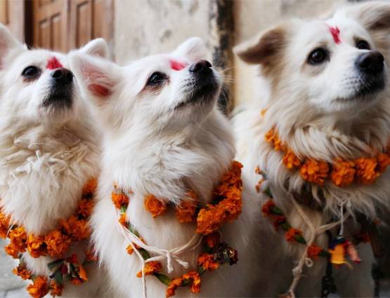 नेपाल में मनाई जाती है कुत्तों की दिवाली, जानिये क्या होता है इसमें खास...