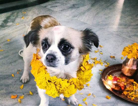 नेपाल में मनाई जाती है कुत्तों की दिवाली, जानिये क्या होता है इसमें खास...