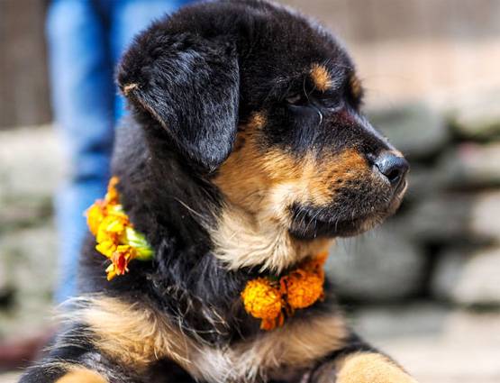 नेपाल में मनाई जाती है कुत्तों की दिवाली, जानिये क्या होता है इसमें खास...