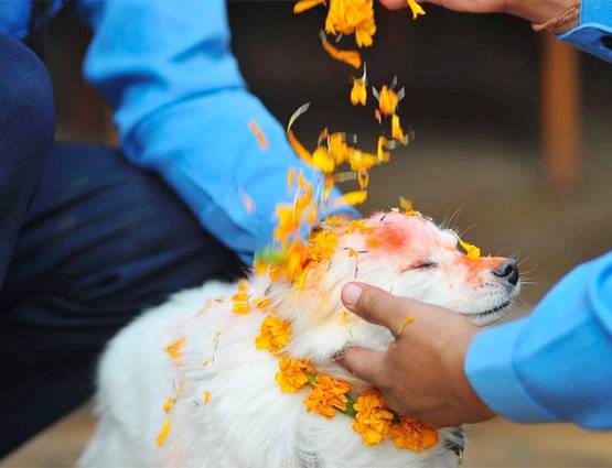नेपाल में मनाई जाती है कुत्तों की दिवाली, जानिये क्या होता है इसमें खास...