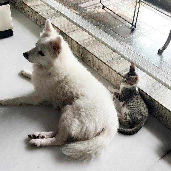 PET की मौत पर रोई थीं श्वेता तिवारी, कुछ ऐसी है उनकी फैमिली