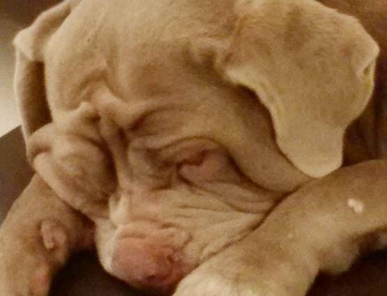 सलमान को पसंद हैं डॉग्स, प्यार इतना कि नाम रख दिया- 'माई जान'