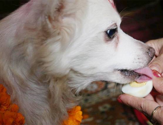 नेपाल में मनाई जाती है कुत्तों की दिवाली, जानिये क्या होता है इसमें खास...