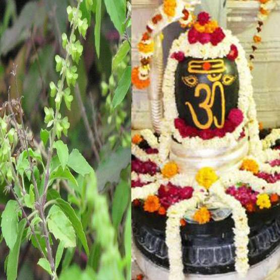 घर में कर रहे हैं शिवलिंग की स्थापना तो पहले जान लें ये 5 बातें, गलती हुई तो भोले हो जाएंगे नाराज