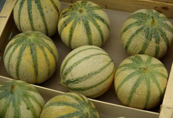 खरबूजे के बीज के 6 फायदे, क्या जानते हैं आप...