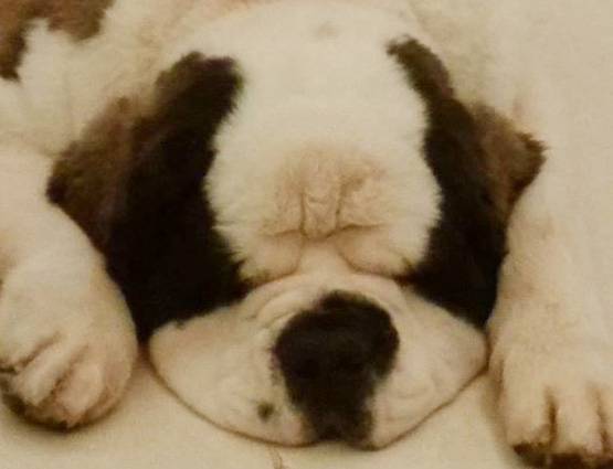 सलमान को पसंद हैं डॉग्स, प्यार इतना कि नाम रख दिया- 'माई जान'