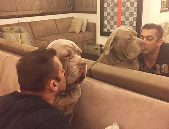 सलमान को पसंद हैं डॉग्स, प्यार इतना कि नाम रख दिया- 'माई जान'