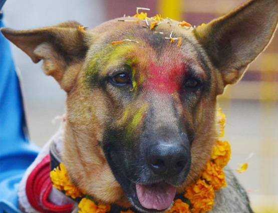 नेपाल में मनाई जाती है कुत्तों की दिवाली, जानिये क्या होता है इसमें खास...