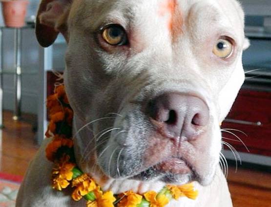 नेपाल में मनाई जाती है कुत्तों की दिवाली, जानिये क्या होता है इसमें खास...