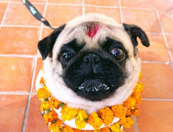 नेपाल में मनाई जाती है कुत्तों की दिवाली, जानिये क्या होता है इसमें खास...