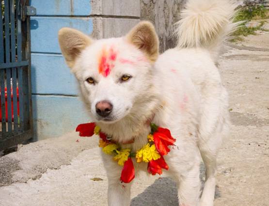 नेपाल में मनाई जाती है कुत्तों की दिवाली, जानिये क्या होता है इसमें खास...