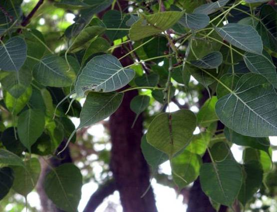 पीपल के पेड़ से सेहत को होते हैं इतने फायदे!