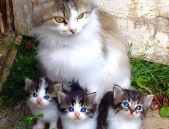 IAS के इंटरव्यू में पूछे जाते हैं ऐसे सवाल, जवाब है काफी दिलचस्प