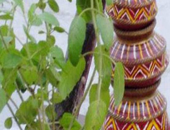 भगवान विष्णु को क्यों करना पड़ा था तुलसी से विवाह, जानिए पूरी कहानी