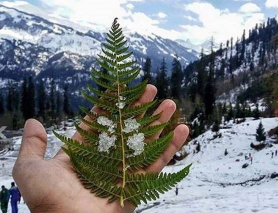 PHOTOS बर्फबारी से 'जन्‍नत' बना मनाली, सफेद चादर में ढके पहाड़