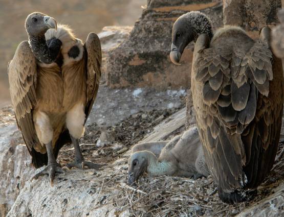 अंतिम संस्कार का हिंदू तरीका अपनाने को क्यों मजबूर हैं पारसी