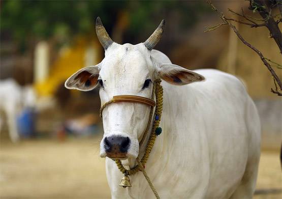 नए साल की शुरुआत में करें ये 5 उपाय, मिलेगी हर काम में सफलता