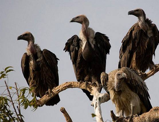 अंतिम संस्कार का हिंदू तरीका अपनाने को क्यों मजबूर हैं पारसी