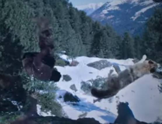 सलमान के इस बॉडी डबल ने किया है 'टाइगर' का सबसे खतरनाक सीन