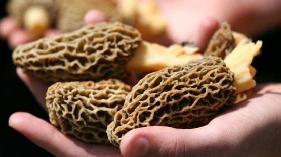 80 नहीं 30 हजार रुपए किलो मिलती है मोदी वाली मशरूम, ये हैं खूबियां