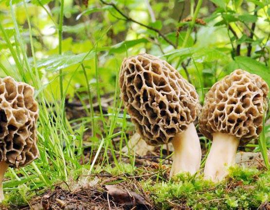 80 नहीं 30 हजार रुपए किलो मिलती है मोदी वाली मशरूम, ये हैं खूबियां