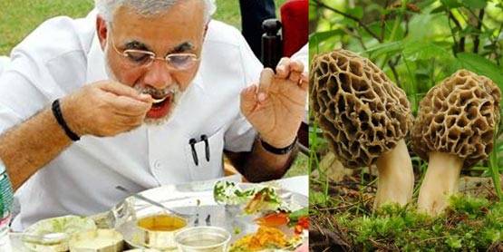 80 नहीं 30 हजार रुपए किलो मिलती है मोदी वाली मशरूम, ये हैं खूबियां