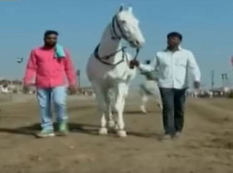 चेतक की वंशज है ये घोड़ी, कीमत सुन दंग हो गए थे CM