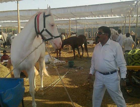 चेतक की वंशज है ये घोड़ी, कीमत सुन दंग हो गए थे CM