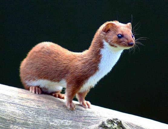 शादी से पहले शारीरिक संबंध बनाने का यूं बढ़ा चलन