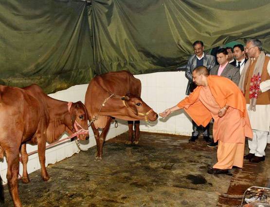 योगी का गौ प्रेम, CM रावत की गौशाला में गायों को खिलाया गुड़