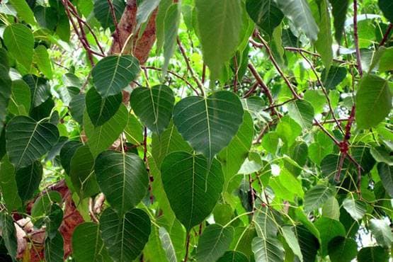 मौनी अमावस्या के दिन भूलकर भी ना करें ये 8 काम!